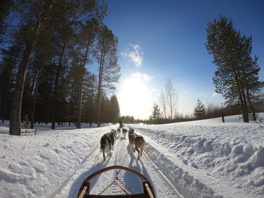 Balade en chien de traineau sur une piste enneigée.