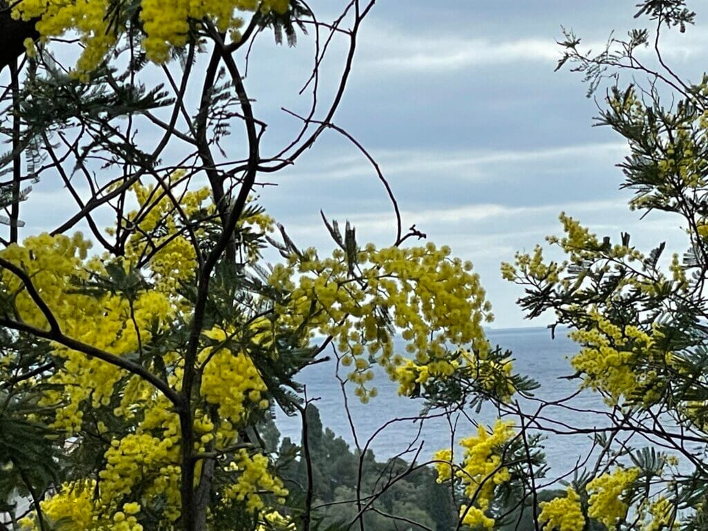 Vue de la mer avec du mimosa en premier plan.