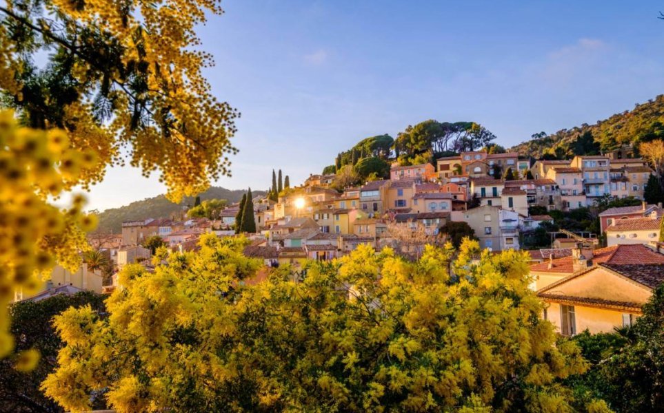 Village perché Bormes les Mimosas, avec des fleurs de mimosa au premier plan.